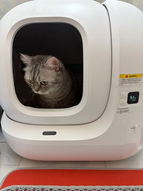 Mutlu kedi