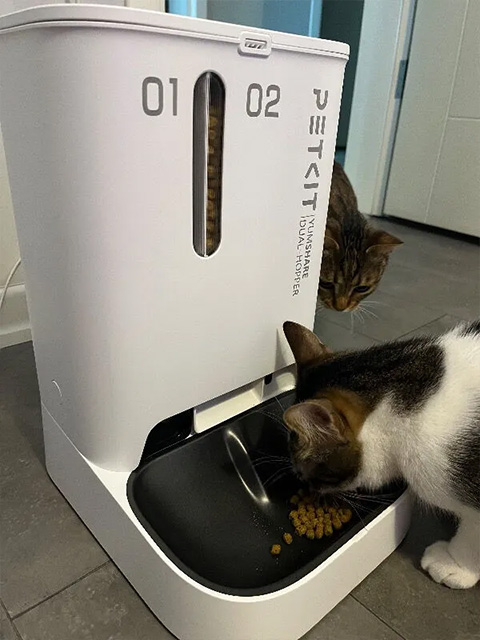Mutlu kedi