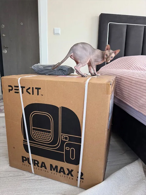 Mutlu kedi