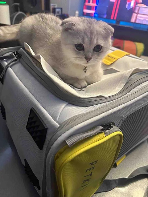 Mutlu kedi