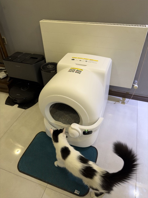 Mutlu kedi