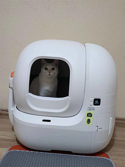 Mutlu kedi