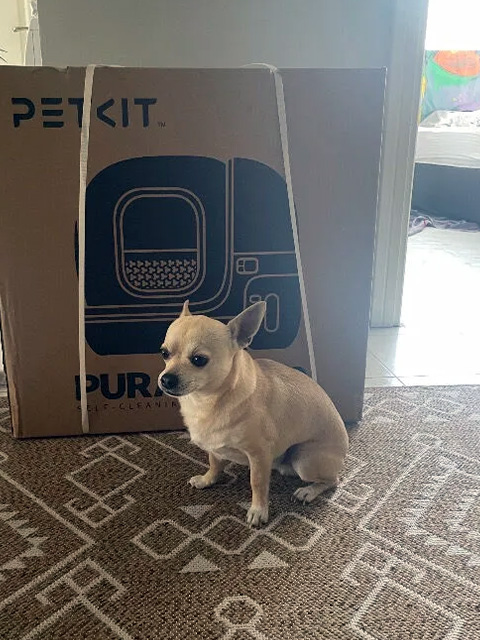 Mutlu kedi