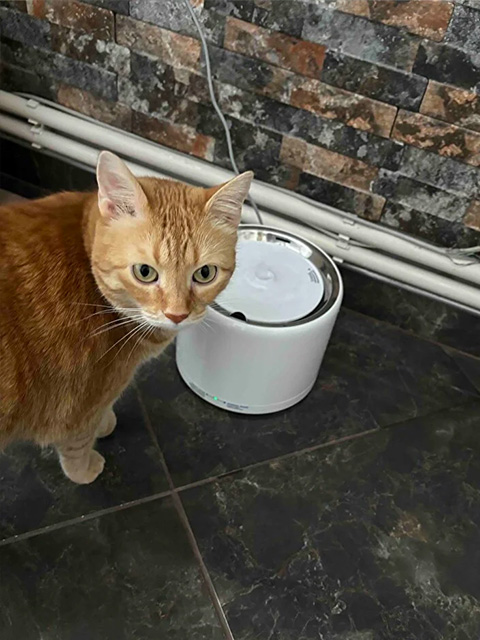 Mutlu kedi