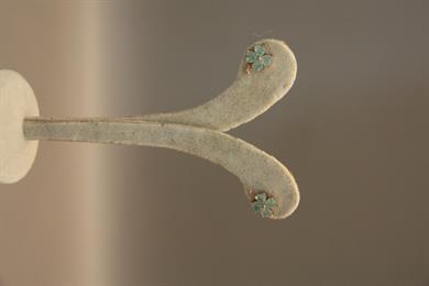 Daisy Quartz Stud Earrings