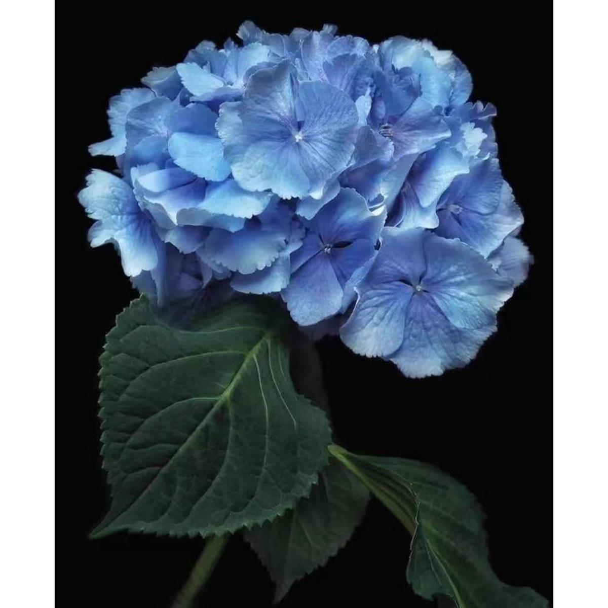 Sayılarla Boyama Seti Cennet Çiçeği