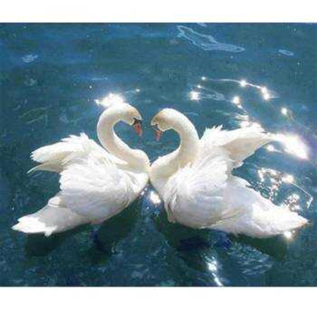 Sayılarla Boyama Seti Kuğuların Aşkı