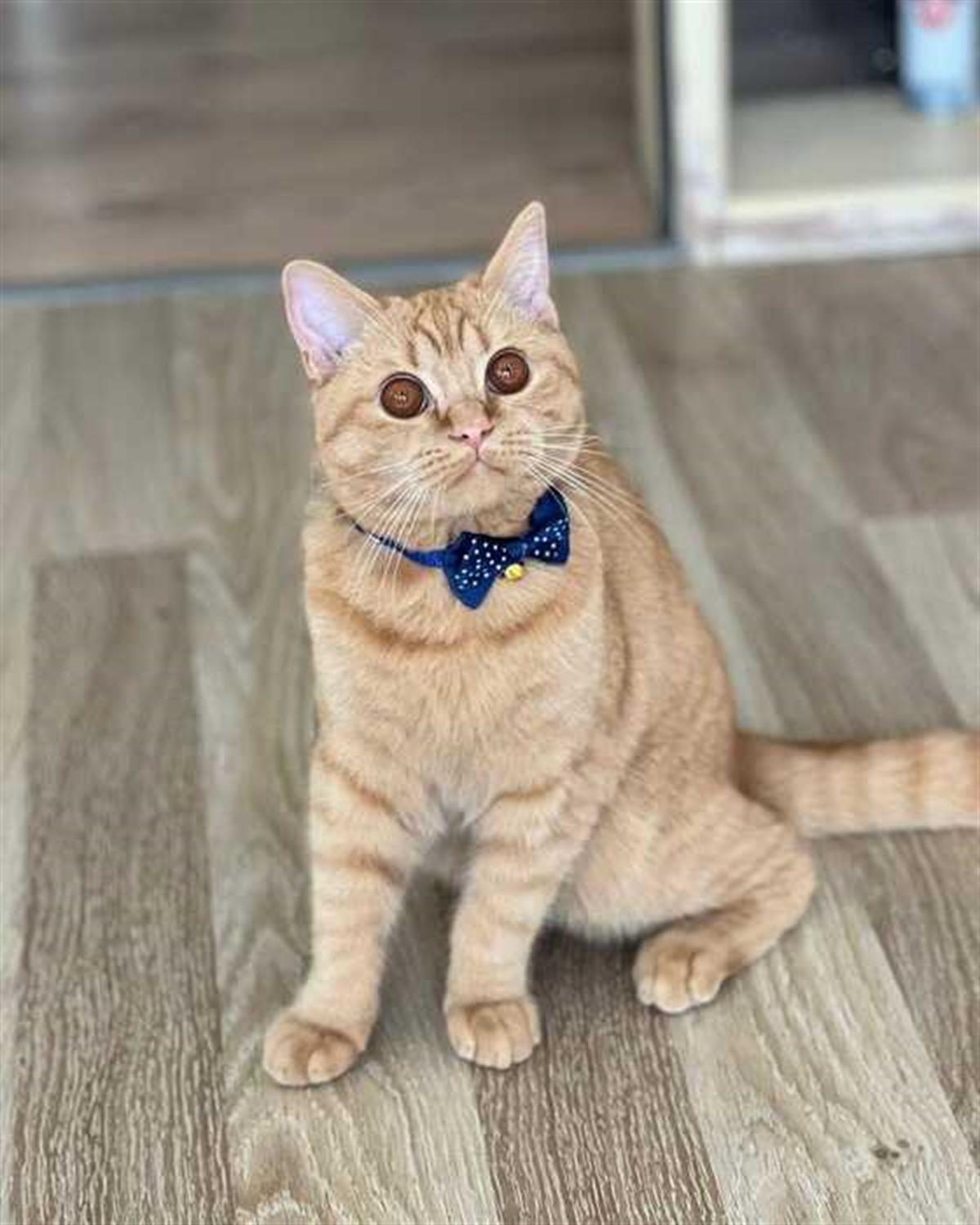 Sayılarla Boyama Seti Süslü Kedi