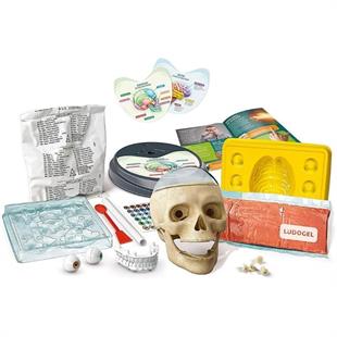 Clementoni Bilim Ve Oyun Çılgın Anatomi