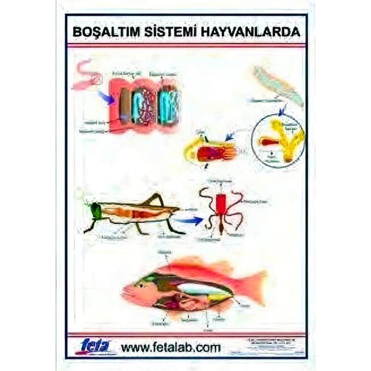 Oscar Excretory System in Animals