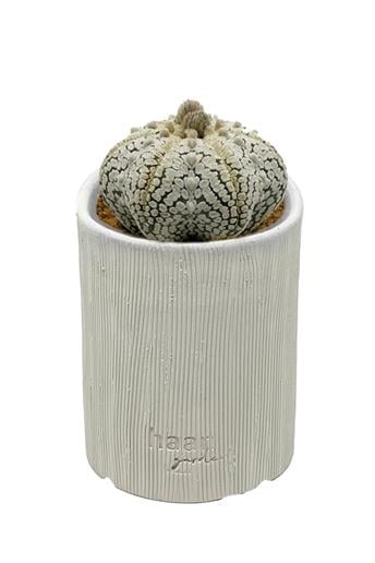 Astrophytum Asterias Snow V-type / Kaktüs