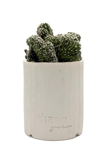 Echinopsis Cristata / Kaktüs