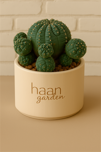 Euphorbia İnfausta / Kaktüs