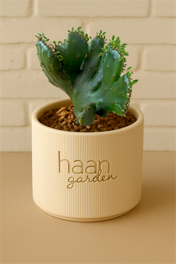 Euphorbia Leucodendron Cristat / Kaktüs