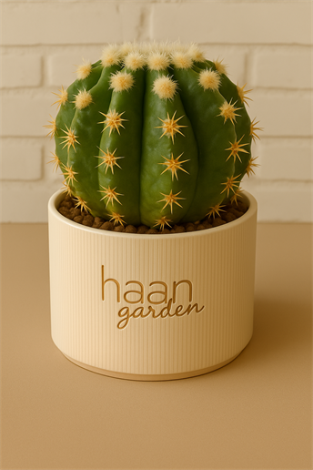 Gymnocalcium Ssp / Kaktüs