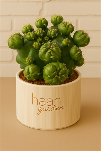 Gymnocalycium Green Marble / Kaktüs