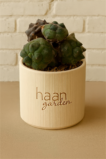 Gymnocalycium Monstera / Kaktüs