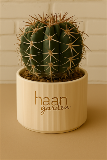 Gymnocalycium Stellatum / Kaktüs