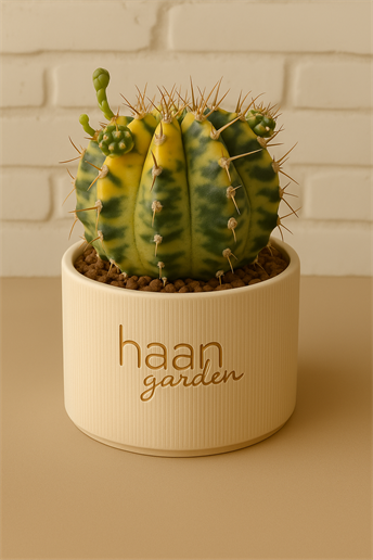 Gymnocalycium Variegata / Kaktüs