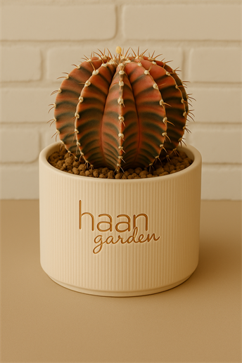 Gymnocalycium Variegata / Kaktüs