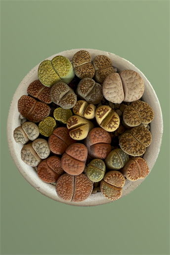 Lithops Ssp