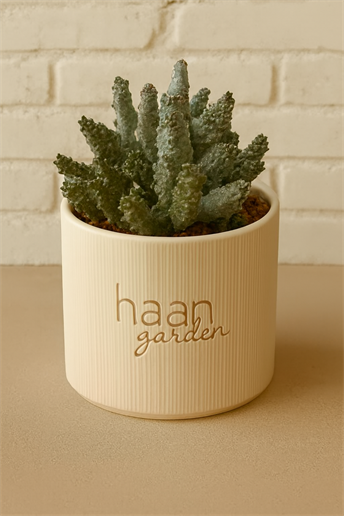 Pseudolithos Mccoyi / Kaktüs