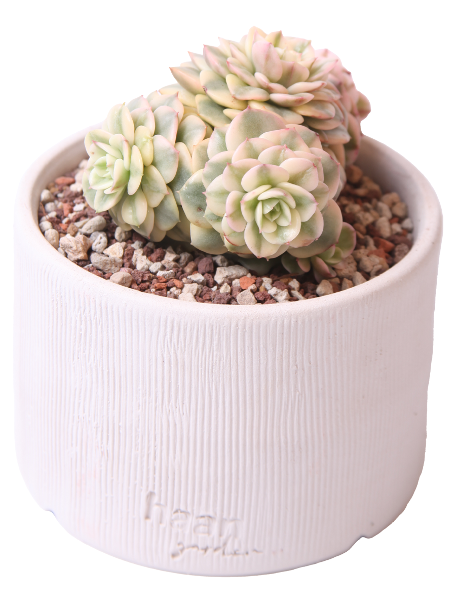 Echeveria Rolly Variegata - Sukulent