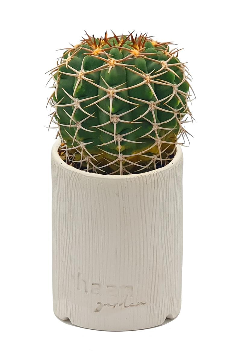 Gymnocalcium Stellatum / Kaktüs