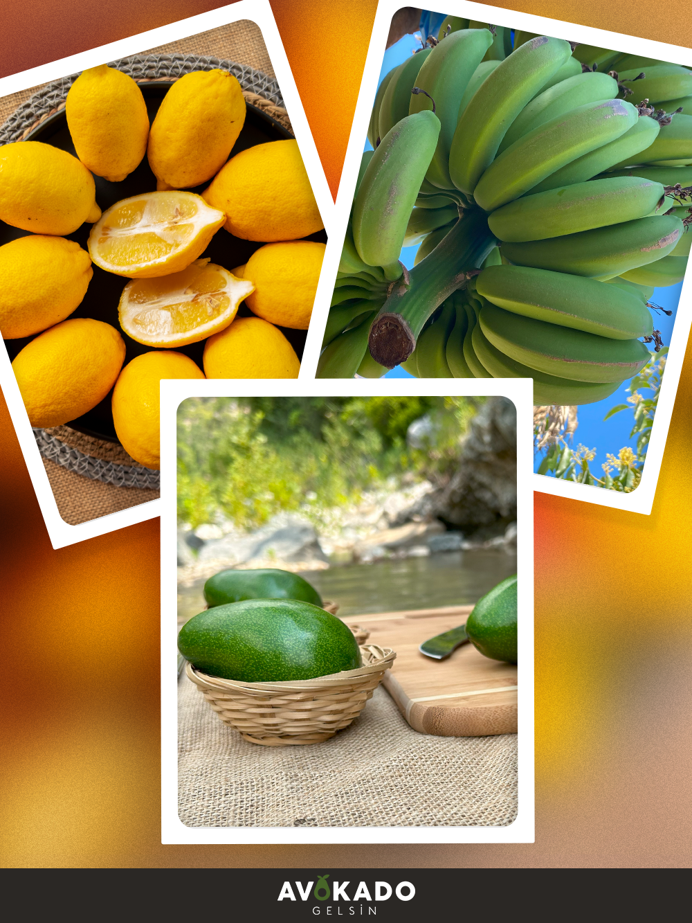 15 Adet Erkenci (Clifton) Avokado + 1.5 kg Limon + 1 kg Muz