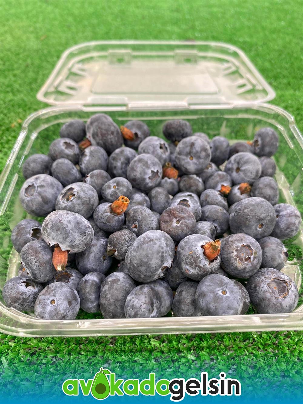 Yaban Mersini (Blueberry) Paket