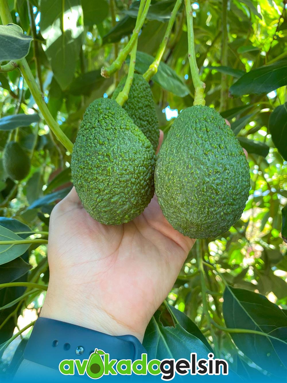 Büyük Boy Hass Cinsi Avokado 210 - 290 Gram (Adet)