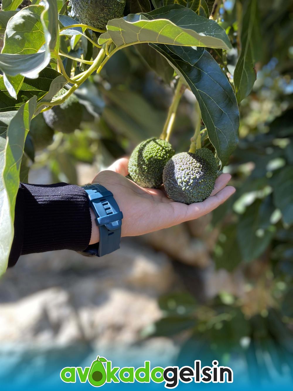 Küçük Boy Hass Cinsi Avokado 100 - 150 Gram (Adet)