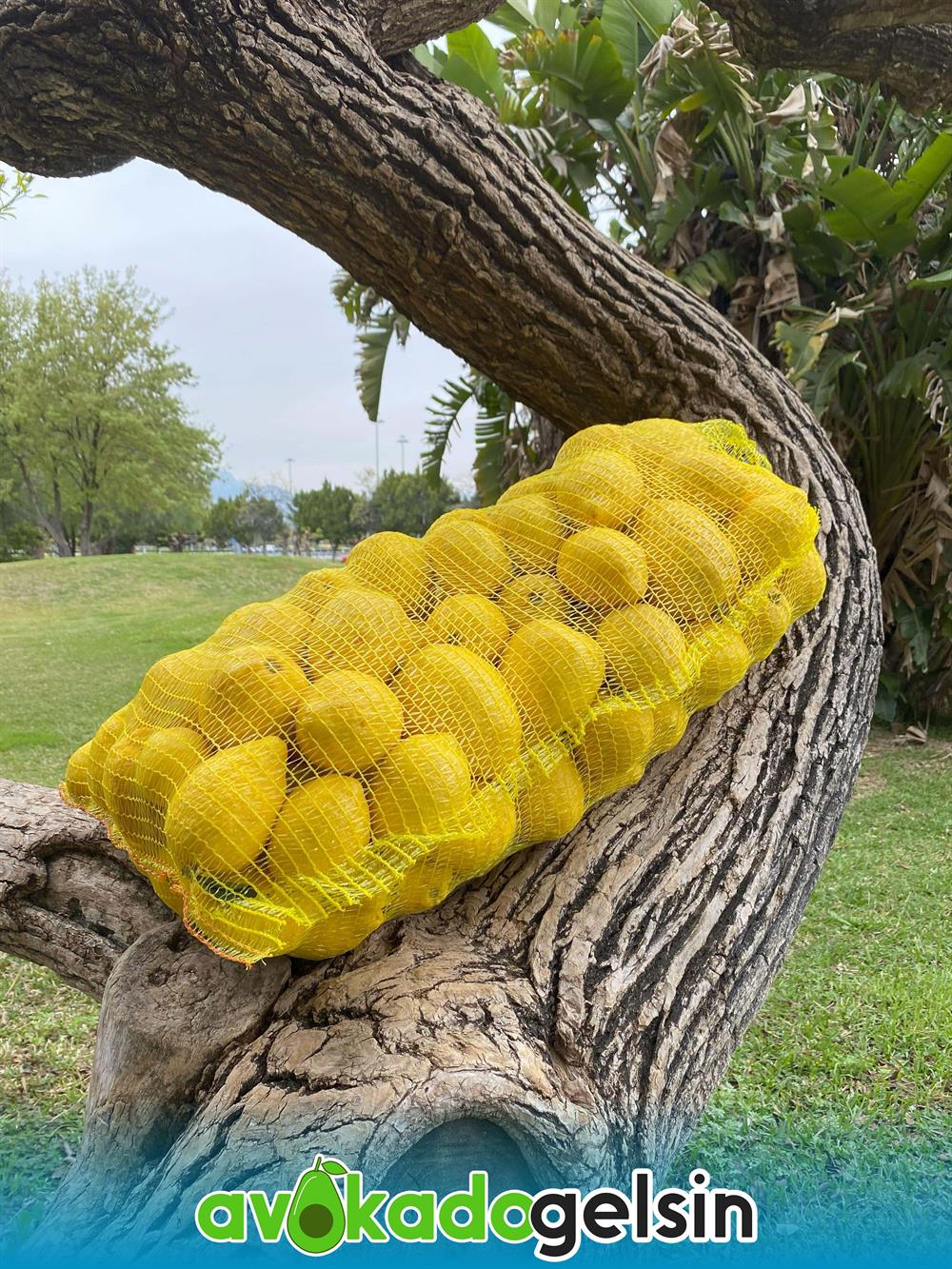 Organik Finike Limonu 1 Kg