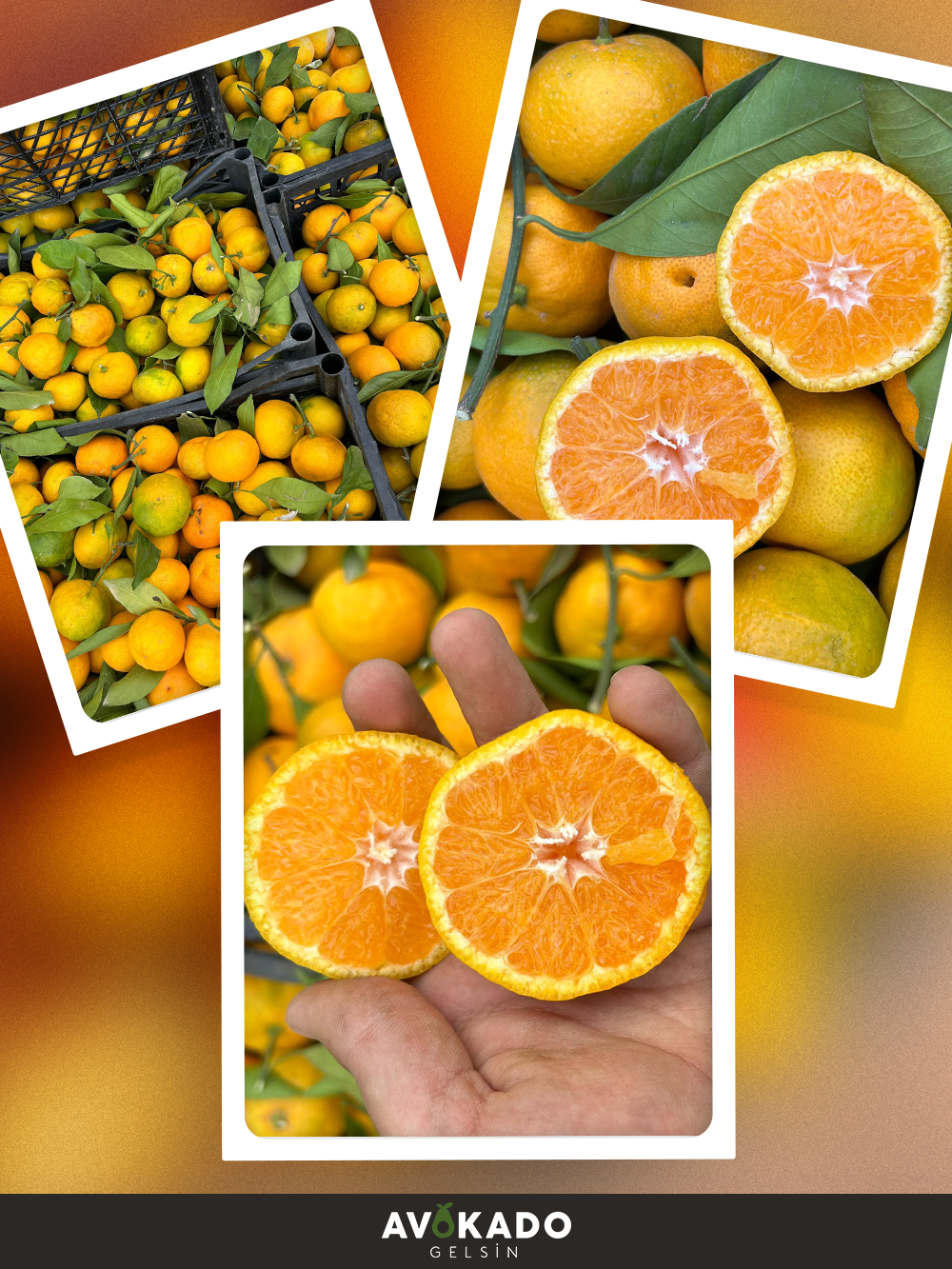 Organik Mandalina (5 Kg)