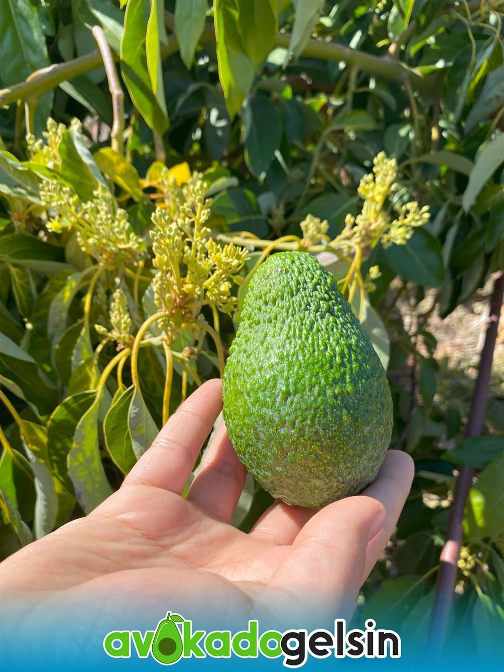 Orta Boy Hass Cinsi Avokado 150 - 210 Gram (Adet)