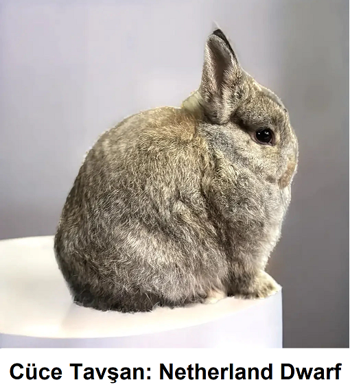 Cüce Tavşan: Netherland Dwarf