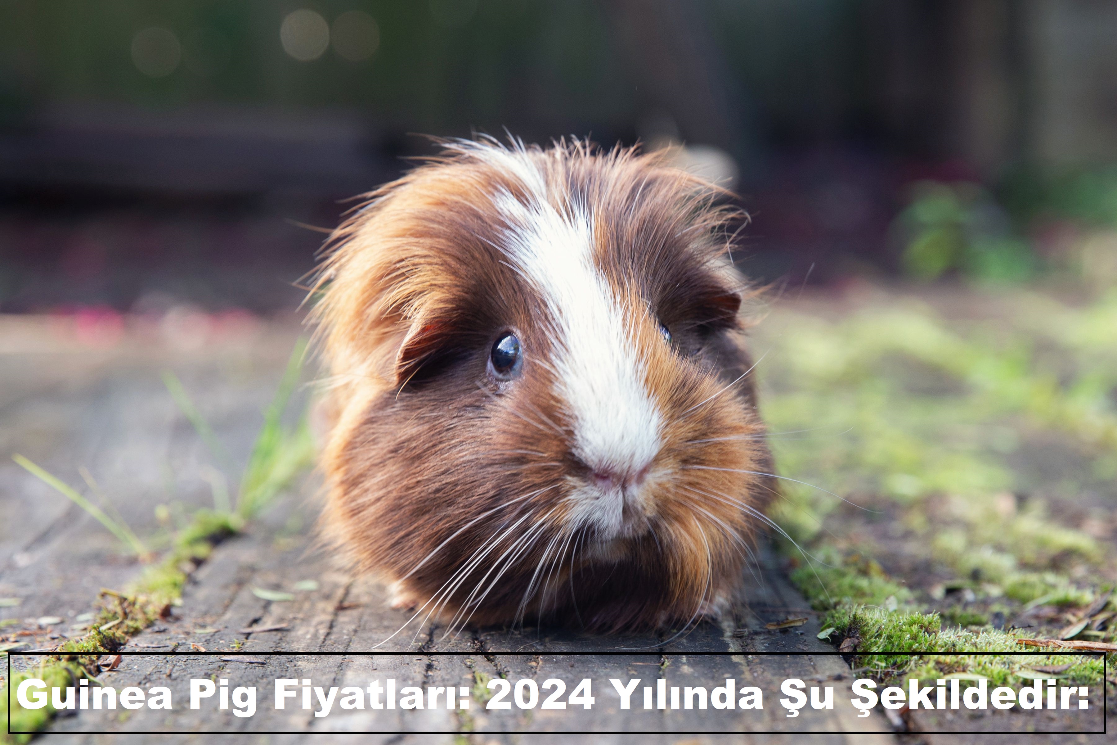 Guinea Pig Fiyatları: 2024 Yılında Şu Şekildedir: