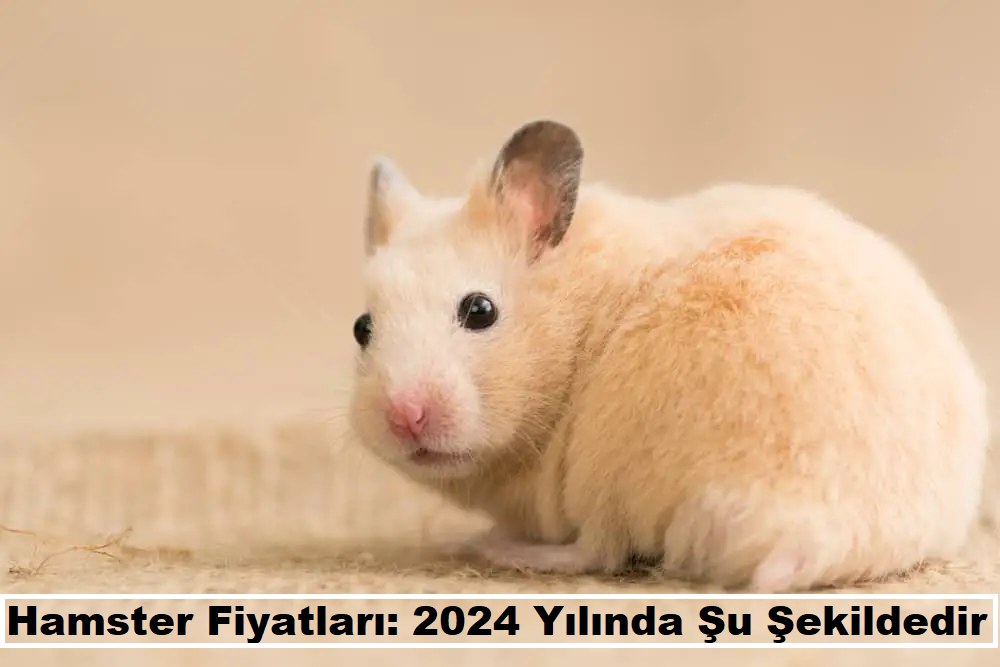 Hamster Fiyatları: 2024 Yılında Şu Şekildedir: