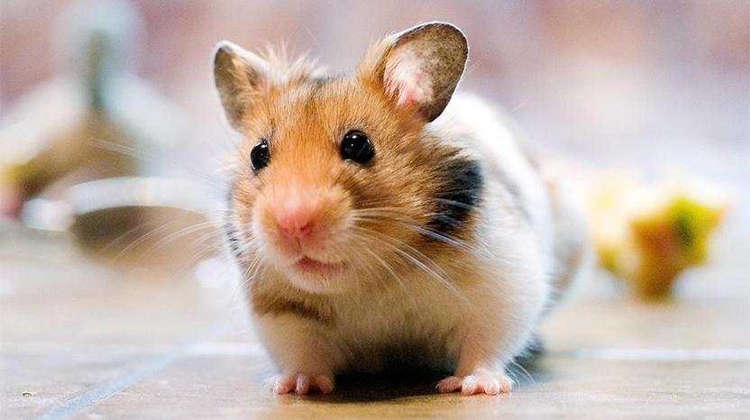 Hamsterlar hangi tür hastalıklara yatkındır?