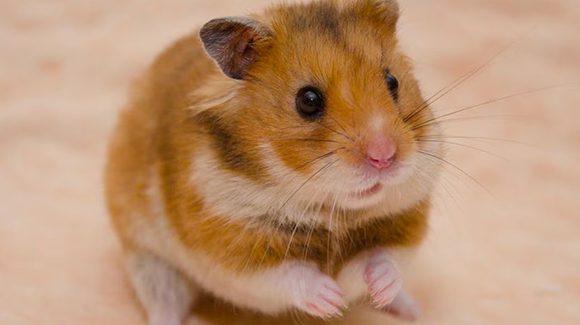 Hamsterlar nasıl temizlenir?