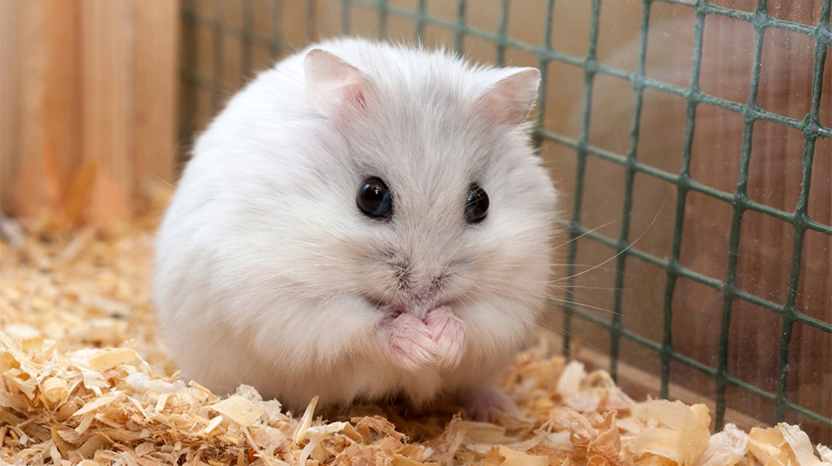 Hamsterların Genel Özellikleri Nelerdir?