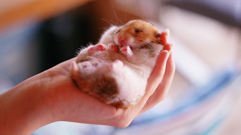 Hamsterların Hamilelik Dönemi Nasıl Olur?