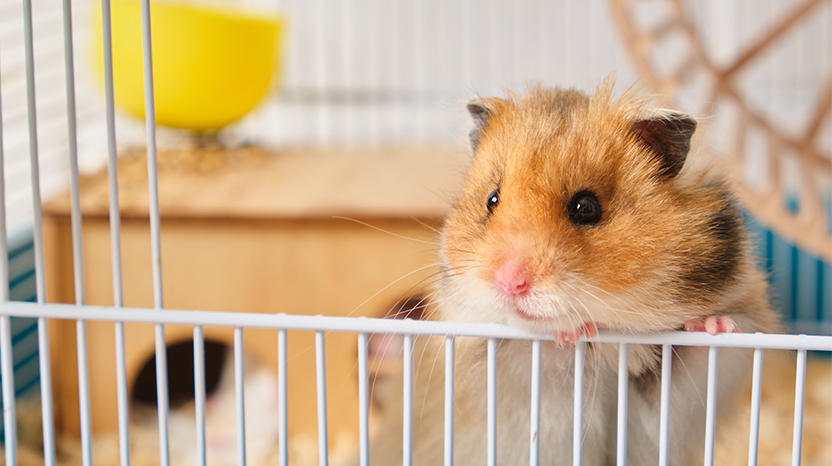 Hamsterların evde bakımı nasıl yapılır?