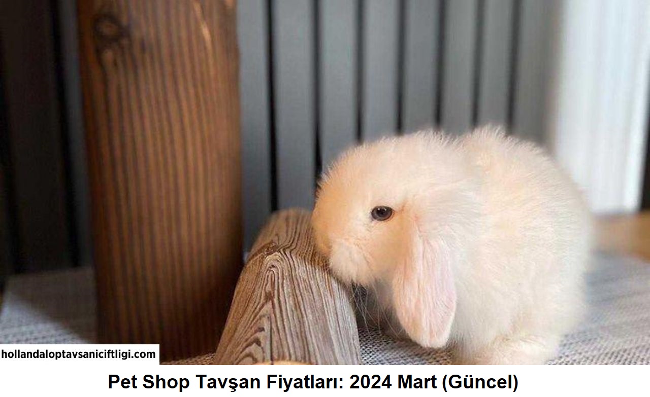 Pet Shop Tavşan Fiyatları: 2024 Mart (Güncel)