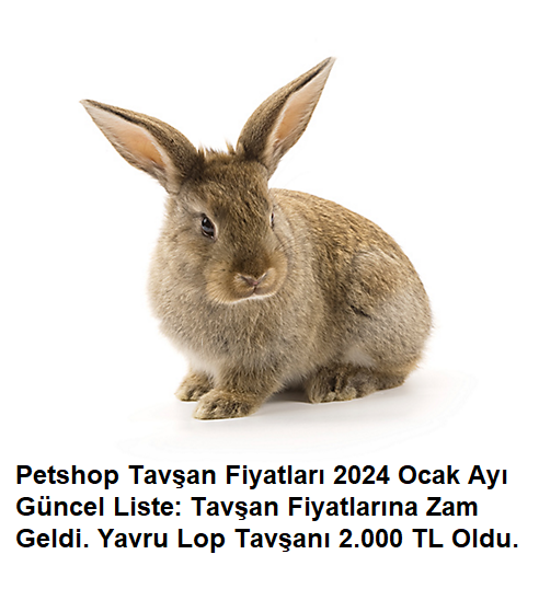Petshop Tavşan Fiyatları: 2024 Güncel