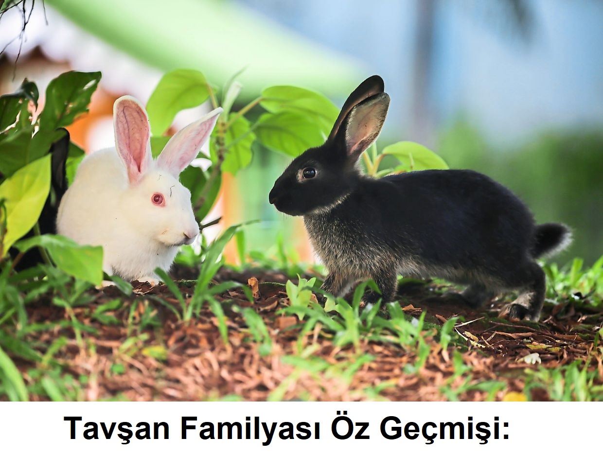 Tavşan Familyası Öz Geçmişi: