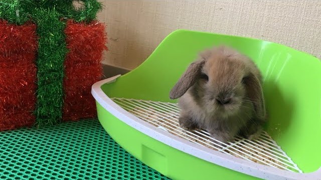 Tavşan Tuvalet Eğitimi