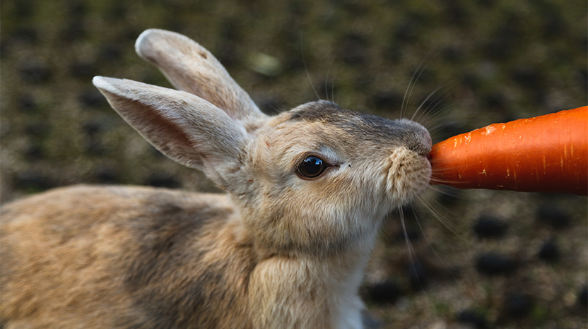 Tavşanlar Ne ile Beslenir?