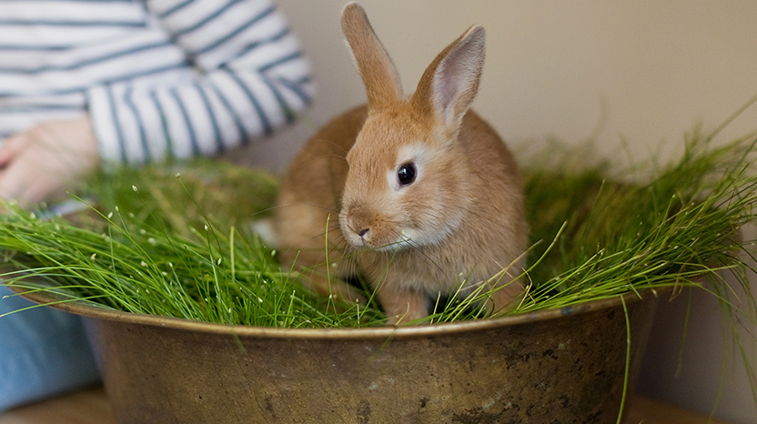 Tavşanlar nasıl temizlenir?