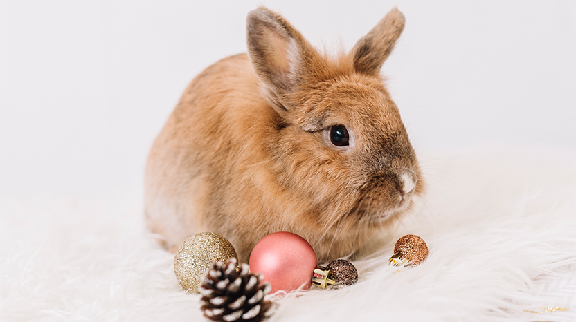 Tavşanların Genel Özellikleri Nelerdir?